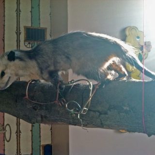 Opossum (Child's Room, detail), 2012