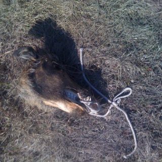 Process of 'Pig Head'