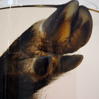 Pig Foot, 2011