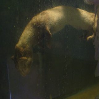 Drowned Ferret (lab, detail), 2006