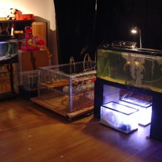 Pet Dreams (bedroom to lab transition, detail), 2006